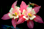 bee.gif (11310 bytes)